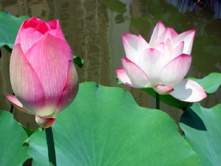 朝代歲月匆匆（二）