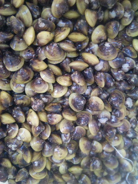 金山活佛與濟公活佛最喜歡的活動