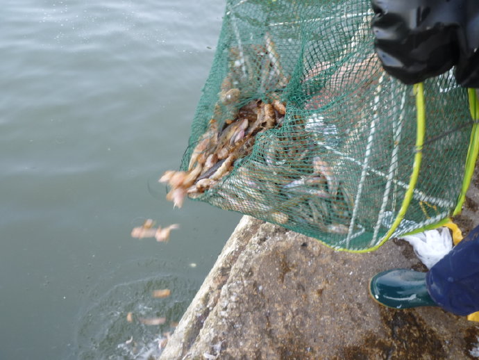 很多人仍然不相信我的話－放生可以成佛