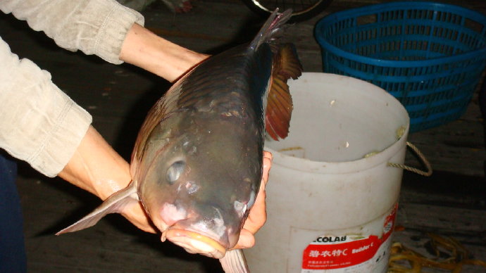 那光音注入我生命-從放生中找到人生的真意義