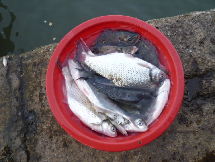 很多人仍然不相信我的話－放生可以成佛