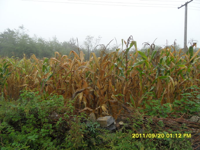 南無甘露王如來大慈大悲-善心蓮心深入貴州重災區全力抗旱