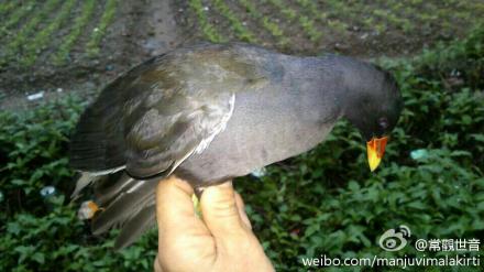 我很惭愧，老是被人捉回！