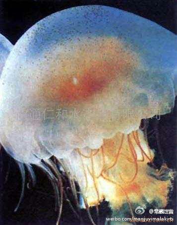 请问海蜇可以吃吗？